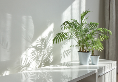 観葉植物