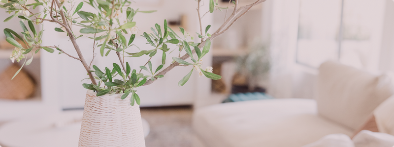 観葉植物のある部屋